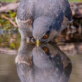 Eurasian Sparrowhawk von Han Peper