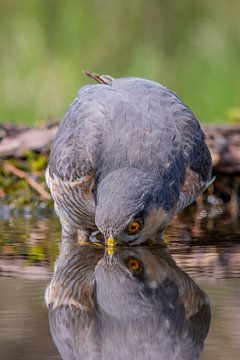 Eurasian Sparrowhawk von Han Peper