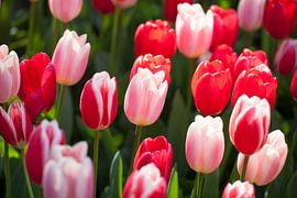 roze tulpen by Karin Keesmaat Kijk-Kunst