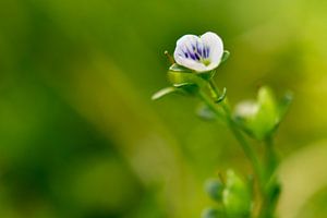 Petite fleur