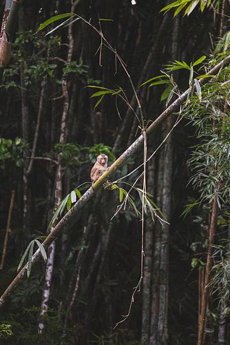 Speelse Apen van Cheow Lan Lake