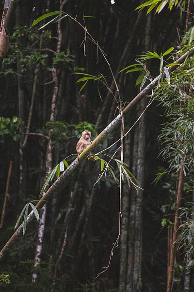 Playful Monkeys of Cheow Lan Lake by Ken Tempelers