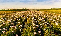 Veld pioenrozen in Flevoland