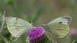 The Pieris Mirror by Martin Wohlgemuth