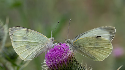 The Pieris Mirror