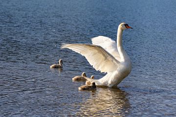 Swan with swan chicks