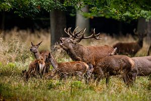 cerfs en chaleur