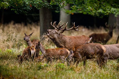 stags in heat