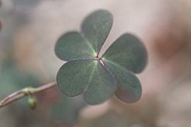 Ganz einfach von Studio Woodlands and Wildflowers