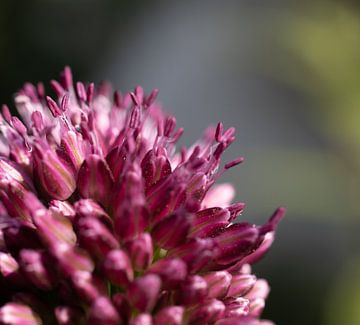 Purple Flower in Evening Light by Crystal Clear