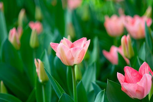 Roze tulpen in lentelicht