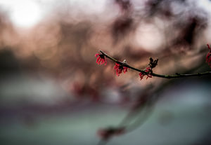 Arboretum Teil 7