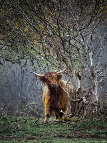Highlander écossais sur Pascal Raymond Dorland