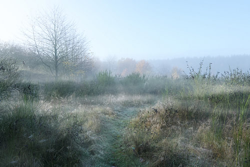 Ländliche Wiesenlandschaft mit Gräsern, Ginsterbüschen und kahlen Bäumen im frostigen Morgennebel, K