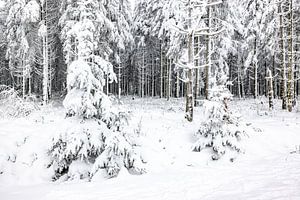 Paysage enneigé dans les Hautes Fagnes
