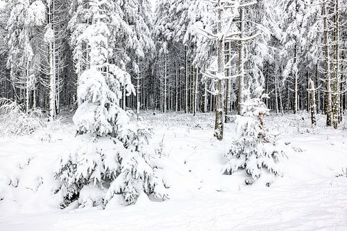 Sneeuwlandschap in de Hoge Venen