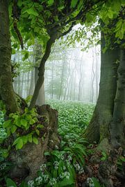 Le cadre de l'arbre sur Martin Podt