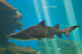 Haai by Guido Akster