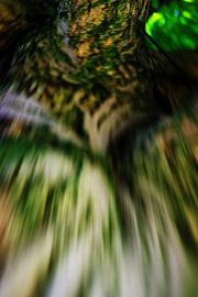 exotic tree - lovedance