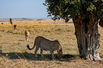 drie cheetah broers van Peter Michel