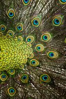 Beauty is in the eye 