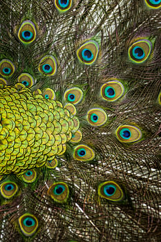 Beauty is in the eye 