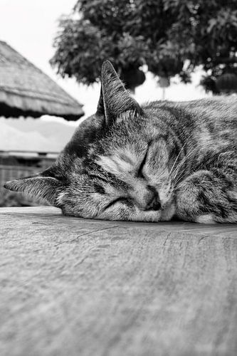 Sleeping cat