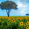 sunflowers and three trees by eric t'kindt