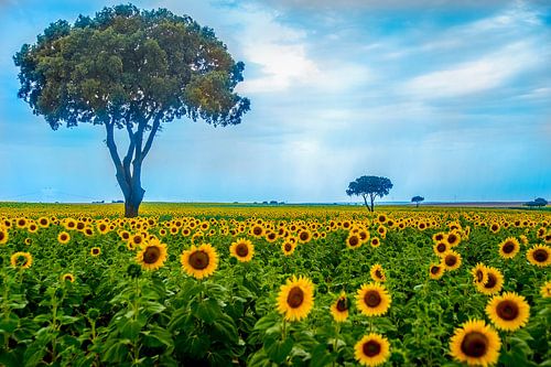 des tournesols et trois arbres