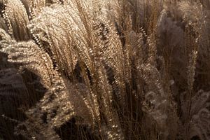 Des roseaux ondulants. sur Hennnie Keeris