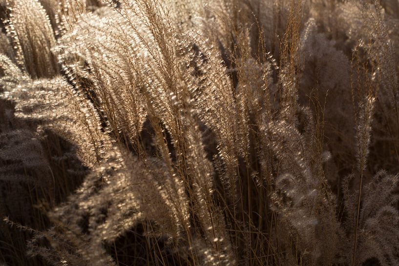 Wuivend riet. van Hennnie Keeris