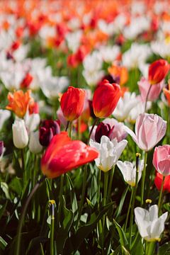 Rote Tulpen in einem bunten Tulpenfeld von Robin van Steen
