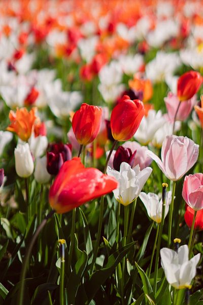 Tulipes rouges dans un champ de tulipes coloré par Robin van Steen
