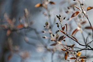 Ein kleiner Johannisbeerstrauch im Frühling