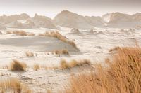 Paysage de dunes sur la plage de Terschelling dans des tons doux