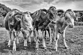 Curious cows by Jessica Berendsen