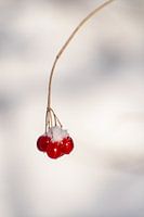 close up takje met drie rode besjes en sneeuw, minimalistische foto winter in de tuin.