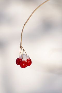 close up takje met drie rode besjes en sneeuw, minimalistische foto winter in de tuin. van Marjolein Hameleers