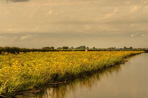 Soleil du soir sur le Jisperveld sur Edwin van Amstel