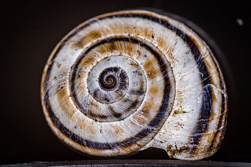 Snail shell by Lars Jahnke