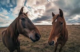 Romantisme équestre