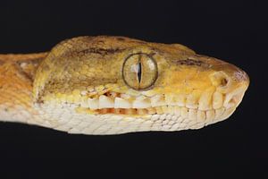Boa des jardins (Corallus hortulana)