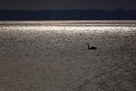 Usedom, Achterwasser von Thomas Jäger