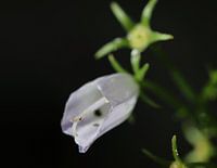 Campanula