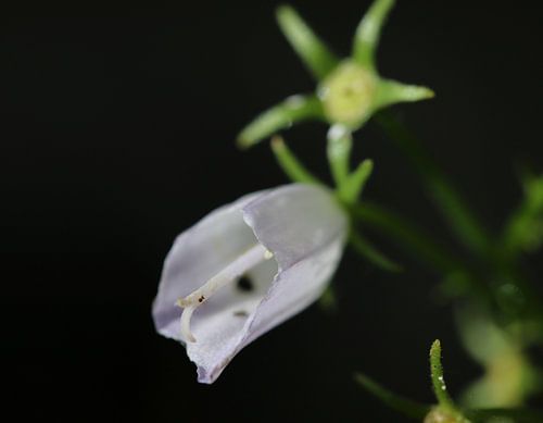 Campanula