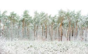 Besneeuwde bomen van Greetje van Son