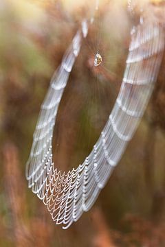 Spinnenweb von Sjaak den Breeje