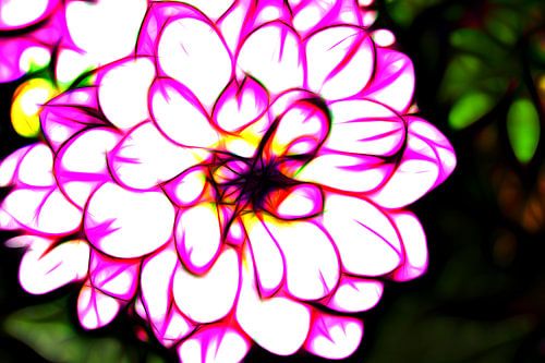 dahlia