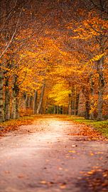 Der Herbst in seiner schönsten Form - Holland in voller Farbe