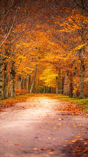 Autumn at its most beautiful - Holland in full colour by vincent janssen